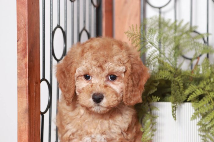 Gale - Fancy Little Red Female Cavapoo Puppy - Image 3