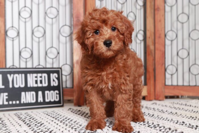 Garrison- Cool Little Red Male F1B Cavapoo Puppy