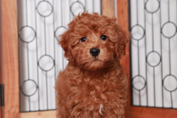 Garrison- Cool Little Red Male F1B Cavapoo Puppy - Image 2