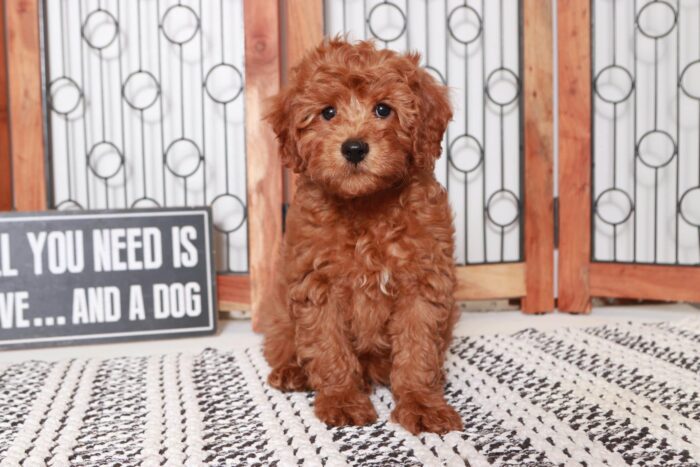 Garrison- Cool Little Red Male F1B Cavapoo Puppy - Image 3