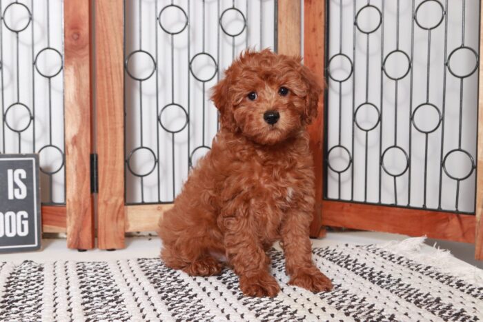 Garrison- Cool Little Red Male F1B Cavapoo Puppy - Image 4