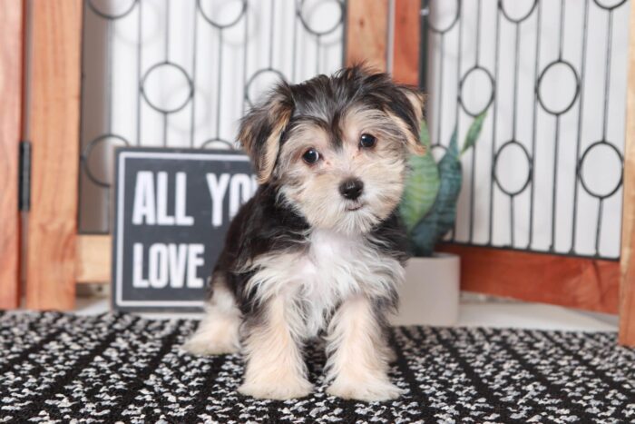 Gary- Perfect Little Male Morkie Puppy