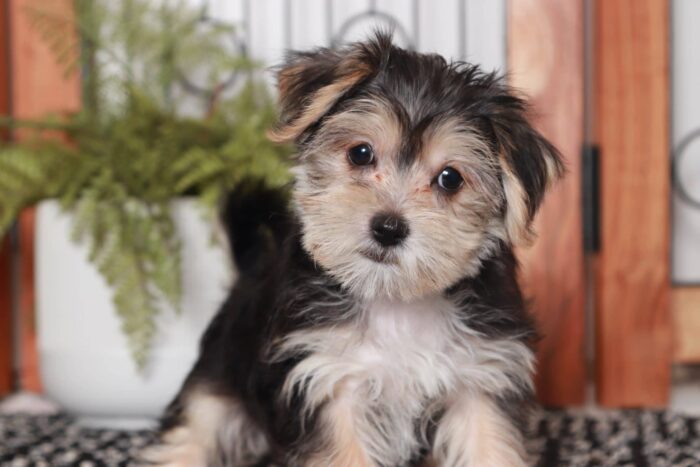 Gary- Perfect Little Male Morkie Puppy - Image 2