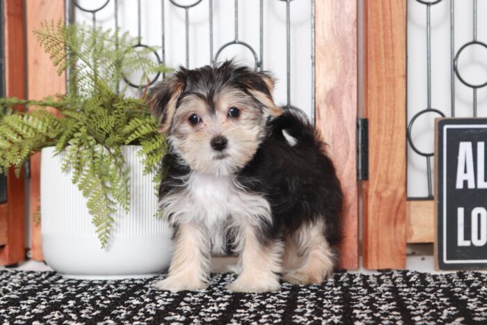 Gary- Perfect Little Male Morkie Puppy - Image 3