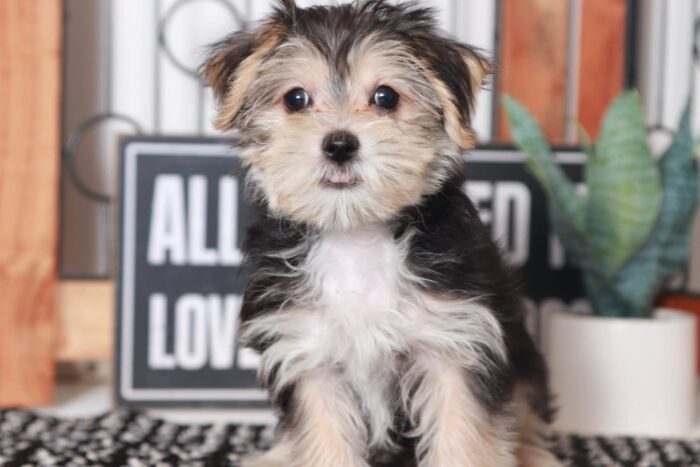 Gary- Perfect Little Male Morkie Puppy - Image 4