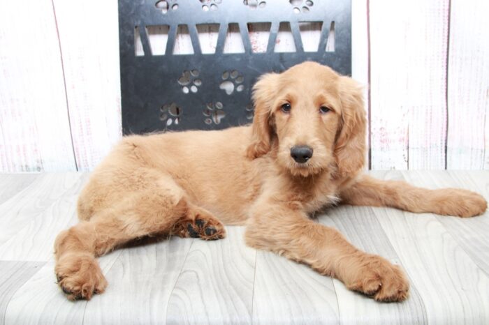 George - Affectionate Tan Male Goldendoodle Puppy