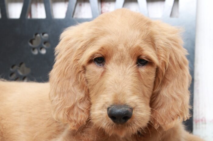 George - Affectionate Tan Male Goldendoodle Puppy - Image 2