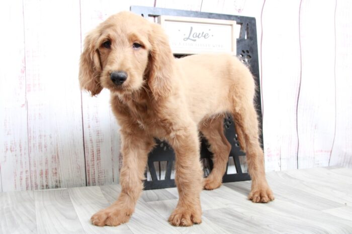 George - Affectionate Tan Male Goldendoodle Puppy - Image 5