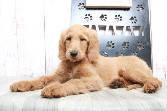 George - Affectionate Tan Male Goldendoodle Puppy - Image 4