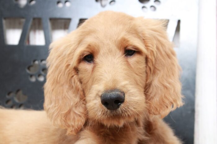 George - Affectionate Tan Male Goldendoodle Puppy - Image 3