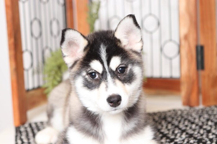 Gidget- Stunning Tri-Colored Female Pomsky Puppy - Image 2