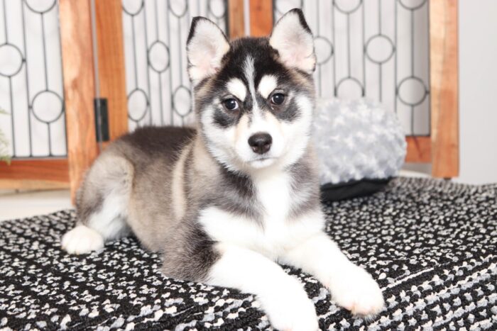 Gidget- Stunning Tri-Colored Female Pomsky Puppy - Image 3