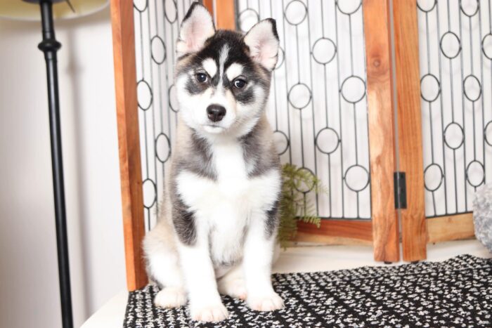 Gidget- Stunning Tri-Colored Female Pomsky Puppy - Image 4