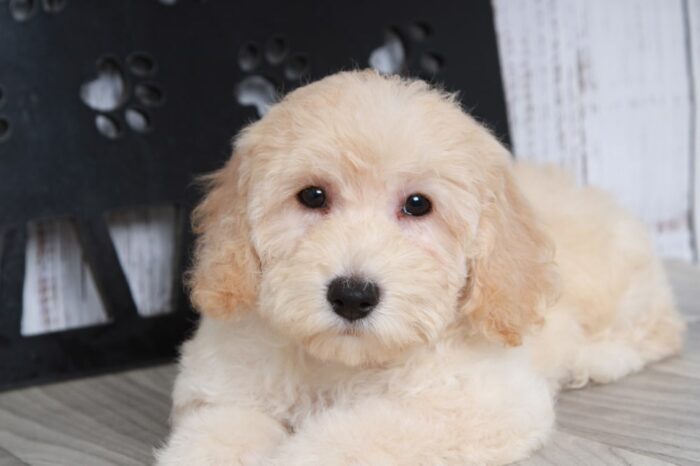 Gina- Clever Cream Female Poochon Puppy - Image 4