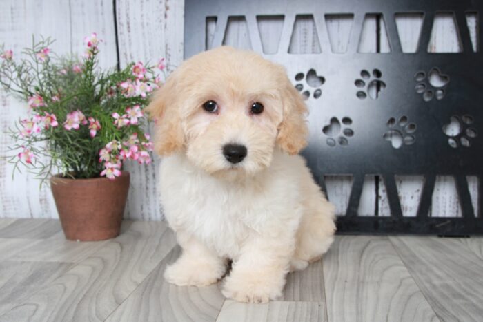 Gina- Clever Cream Female Poochon Puppy - Image 3