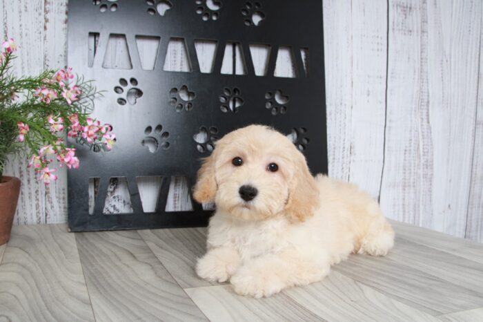 Gina- Clever Cream Female Poochon Puppy