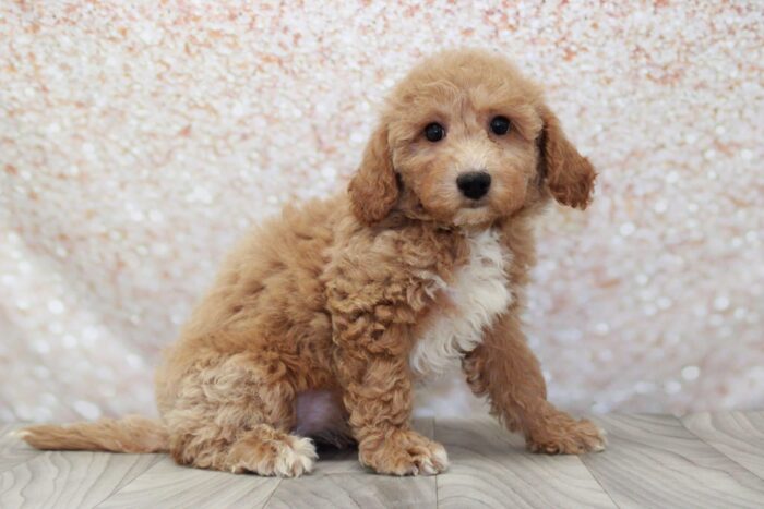 Glenna- Clever Female Poochon Puppy - Image 2