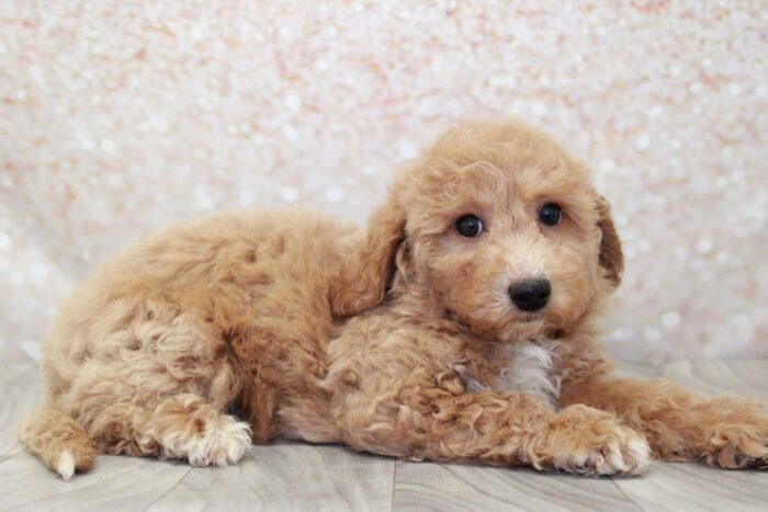 Glenna- Clever Female Poochon Puppy