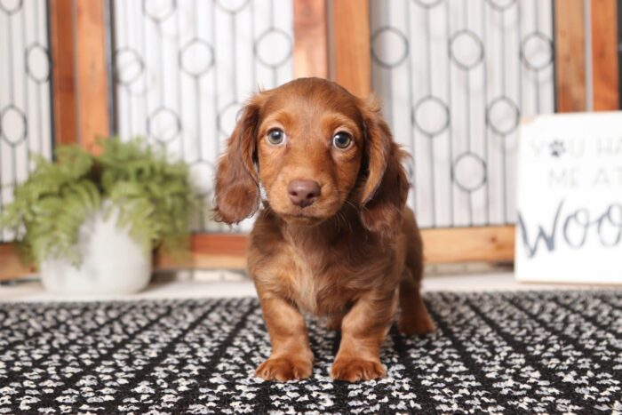 Goofy - Awesome ACA Male Long Hair Dachshund Puppy