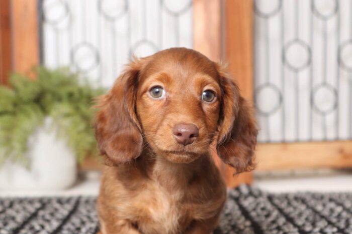 Goofy - Awesome ACA Male Long Hair Dachshund Puppy - Image 2