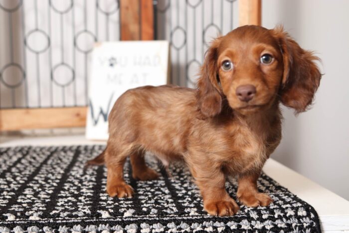 Goofy - Awesome ACA Male Long Hair Dachshund Puppy - Image 3