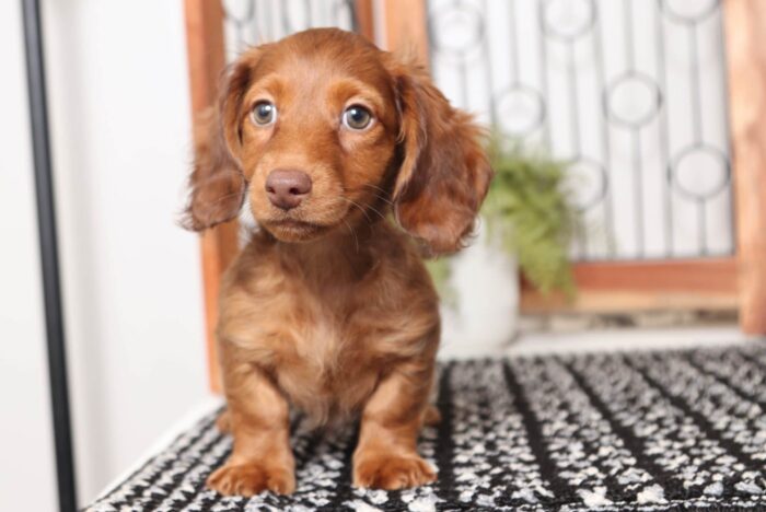 Goofy - Awesome ACA Male Long Hair Dachshund Puppy - Image 4