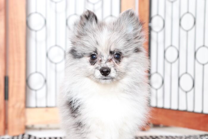 Gordon- Perfect Little Blue Merle Male ACA Pomeranian Puppy