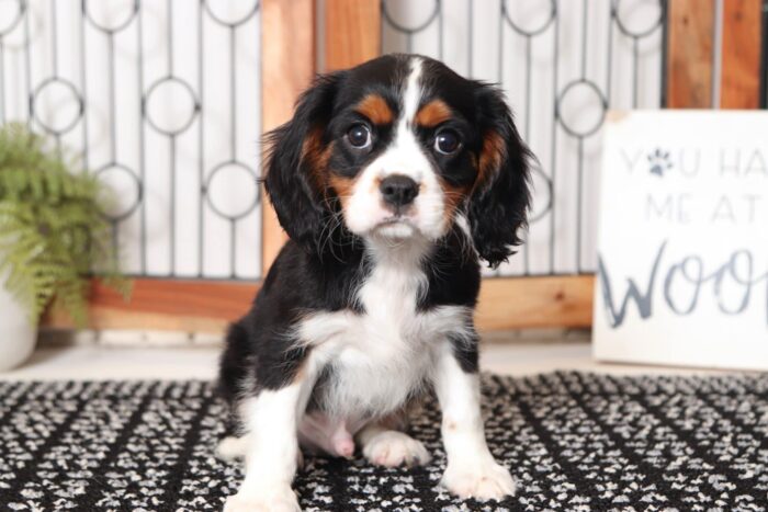 Greg- Happy Little Male AKC Cavalier Puppy