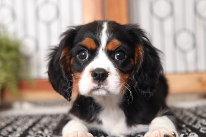 Greg- Happy Little Male AKC Cavalier Puppy - Image 2