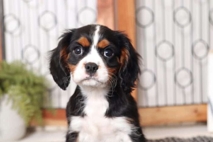 Greg- Happy Little Male AKC Cavalier Puppy - Image 3