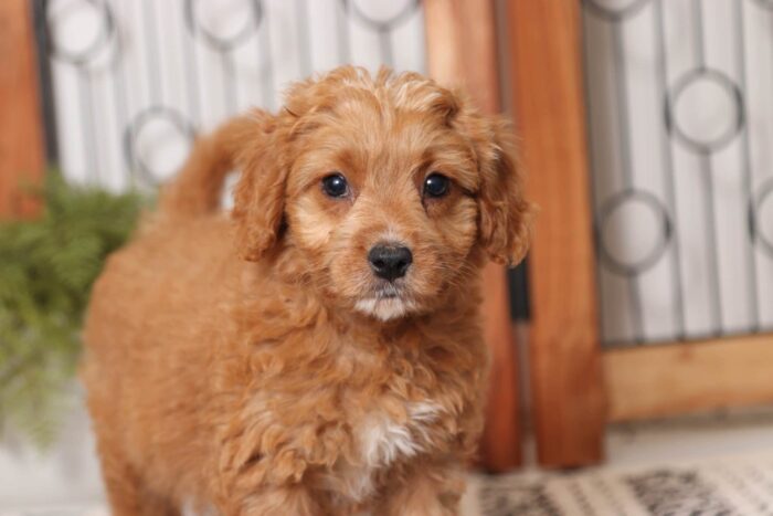 Greta - Sweet Little Female Cavapoo Puppy - Image 5