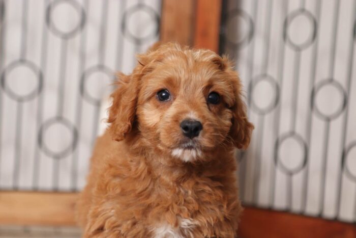 Greta - Sweet Little Female Cavapoo Puppy - Image 2