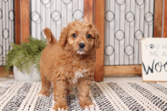 Greta - Sweet Little Female Cavapoo Puppy - Image 3