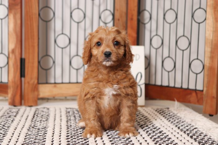 Greta - Sweet Little Female Cavapoo Puppy - Image 4