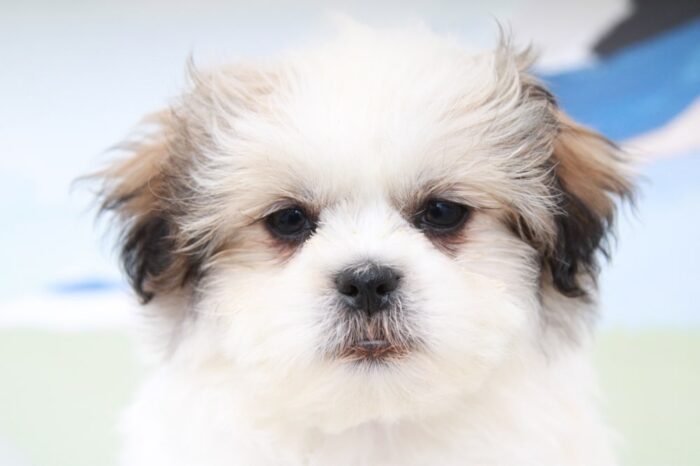 Grey- Sweet Tri Male Teddy Bear Puppy - Image 4