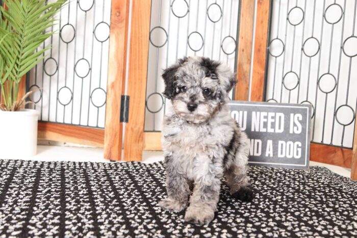 Greyson- Perfect Little Blue Merle Mini Poodle