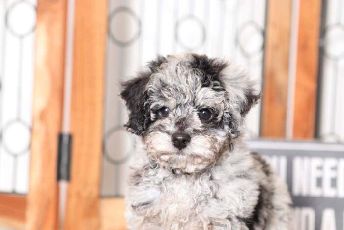 Greyson- Perfect Little Blue Merle Mini Poodle - Image 2