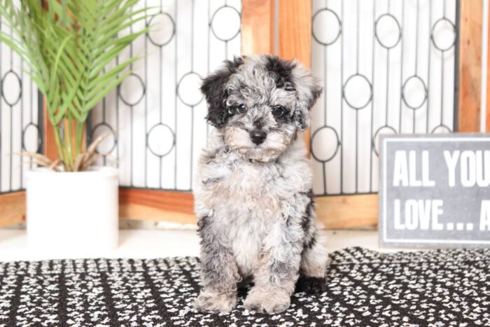 Greyson- Perfect Little Blue Merle Mini Poodle - Image 3