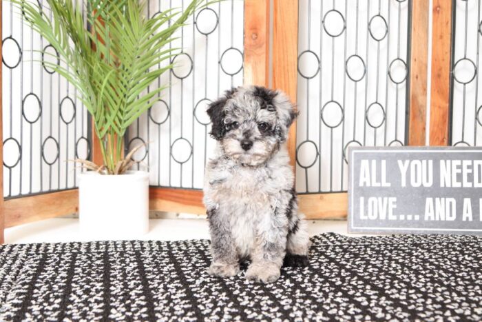 Greyson- Perfect Little Blue Merle Mini Poodle - Image 4