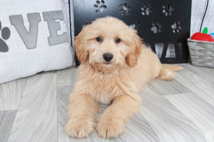 Gucci - Spirited F2B Mini Male Goldendoodle Puppy - Image 4