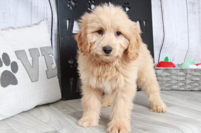 Gucci - Spirited F2B Mini Male Goldendoodle Puppy - Image 3