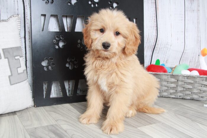 Gucci - Spirited F2B Mini Male Goldendoodle Puppy