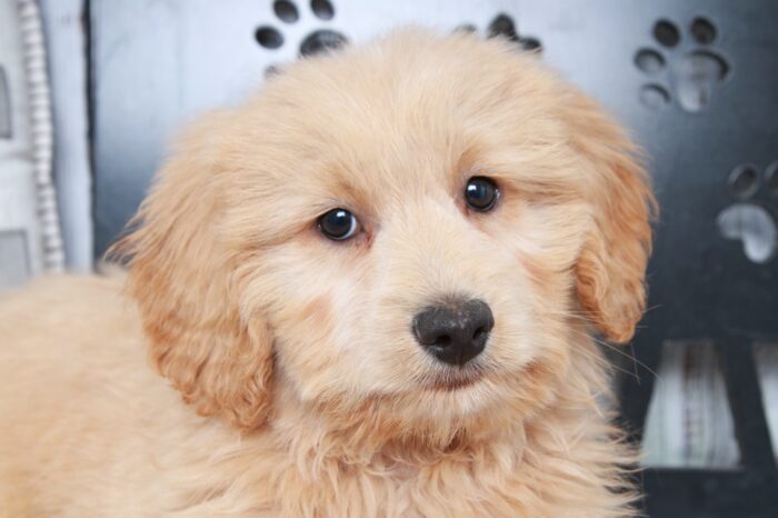 Gucci - Spirited F2B Mini Male Goldendoodle Puppy - Image 2