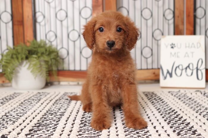 Gumbo- Gentle Male F1B Mini Goldendoodle