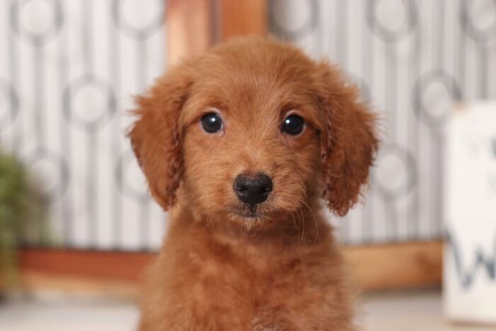 Gumbo- Gentle Male F1B Mini Goldendoodle - Image 2