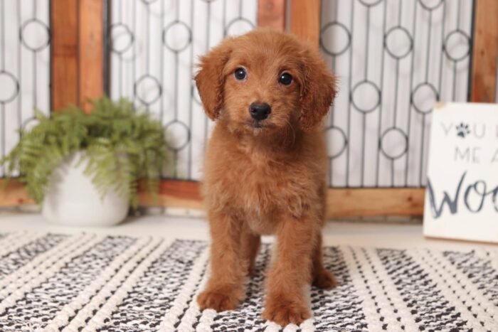 Gumbo- Gentle Male F1B Mini Goldendoodle - Image 3