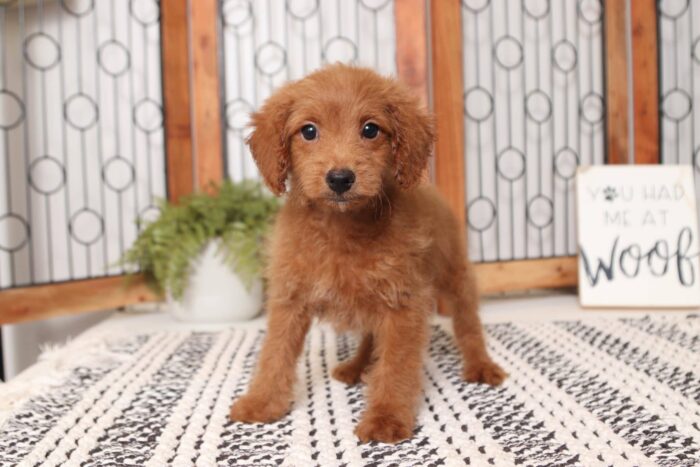 Gumbo- Gentle Male F1B Mini Goldendoodle - Image 4