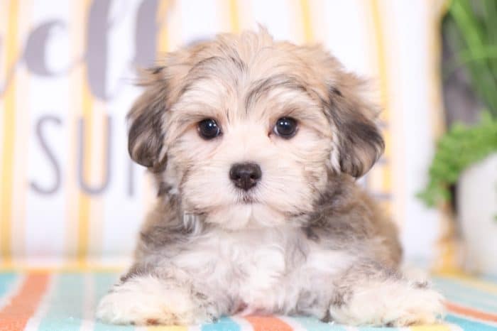 Ziggy -Cute Male Morkie