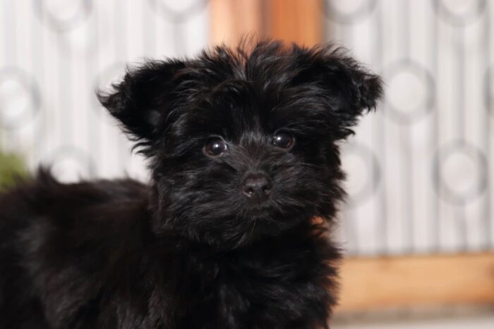 Gwen - Sweet Little Female Yorkie-Poo - Image 2