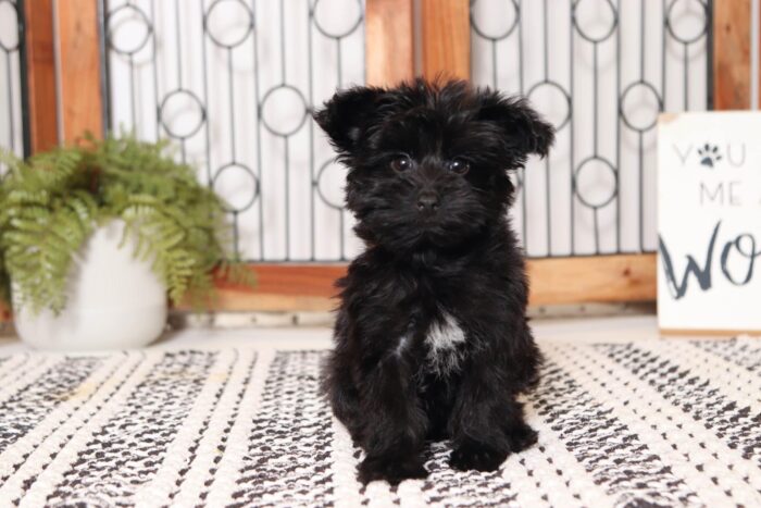 Gwen - Sweet Little Female Yorkie-Poo - Image 3